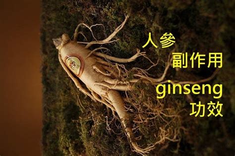 人參好難|人參的13種功效及副作用（9點使用禁忌請小心）